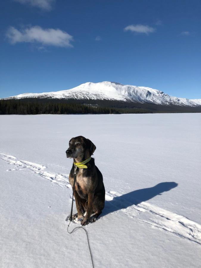 Valagardens Vaerdshus Och Camping Ab Vålådalen المظهر الخارجي الصورة
